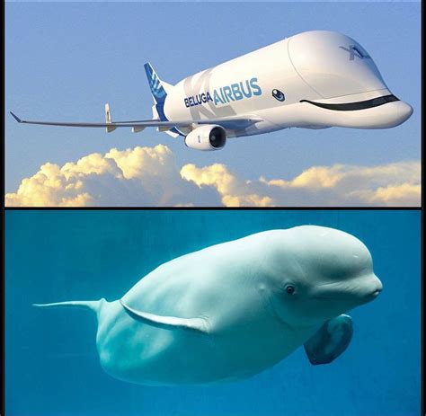 Airbus Beluga XL comparison with beluga whale   aviation