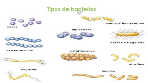Aislamiento y caracterización de mycobacteriófagos y bacteria