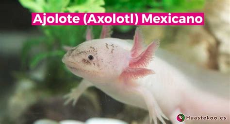 Ajolote  Axolotl  mexicano, un animalito con súper poderes