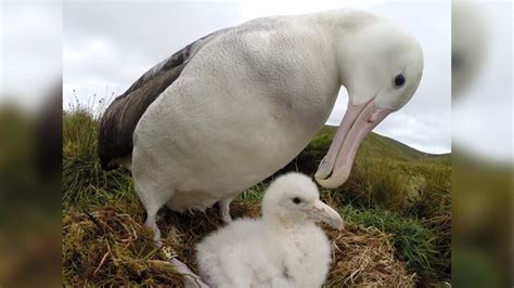 Albatros, las aves más grandes del mundo y en peligro de extinción ...