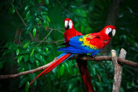 Alberta Neuroscientists Find Out Why Parrots Are Not so ...