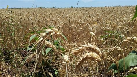 Alentador panorama para los productores de trigo de la región