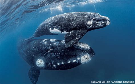 Alert Diver | Southern Right Whales