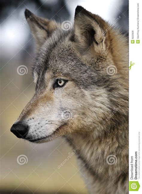 Alert Timber Wolf Portrait stock photo. Image of grey ...