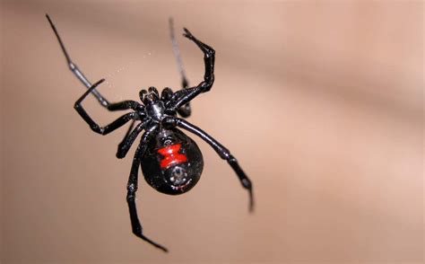 Alertan por presencia de araña  viuda negra  en Madero