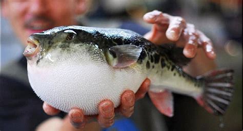 Alertan por venta de pez globo que podría ser mortal | ACTUALIDAD | OJO