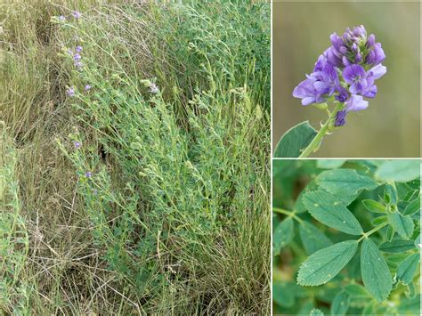 Alfalfa Benefits   Enjoy the Healing Power of Alfalfa | HubPages