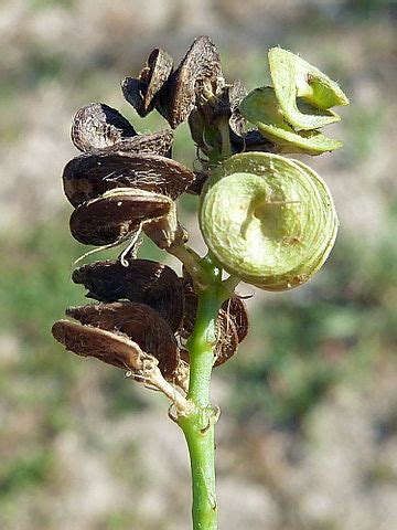 Alfalfa: características, hábitat, reproducción, propiedades   Lifeder