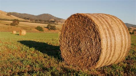 Alfalfa de precisión, Argentina y el negocio de henificación | El Agrario