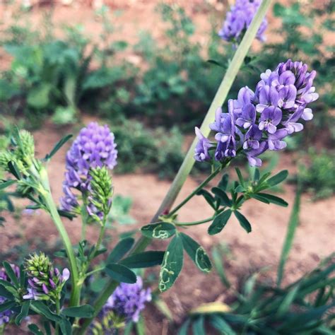 Alfalfa Flower Essence   Milkweed Herbarium