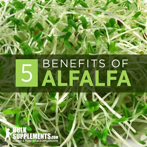 Alfalfa: Health Benefits, Nutrition & Side Effects