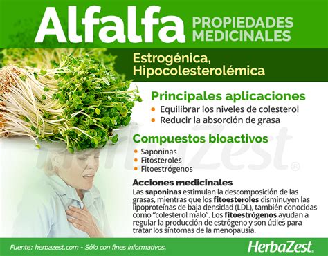 Alfalfa | HerbaZest