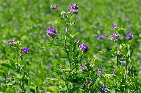 Alfalfa | Nutritious Forage Crop, Livestock Feed & Soil Enhancer ...