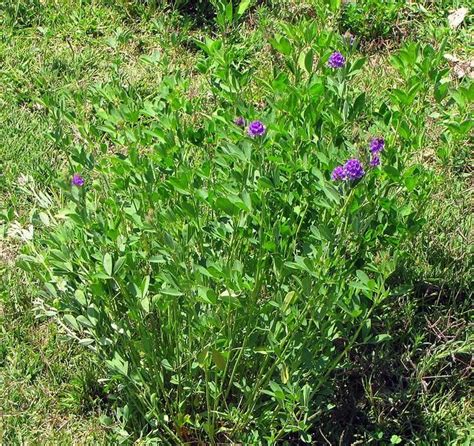 Alfalfa. | Plants, Alfalfa