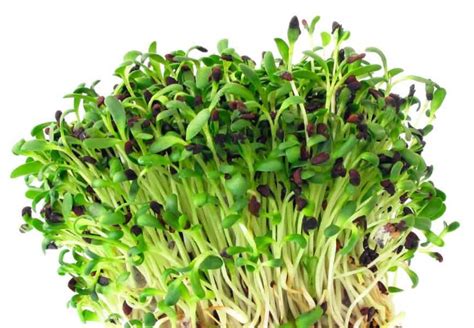 Alfalfa Propiedades Curativas Cura Tu Anemia con esta Potente Planta ...