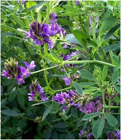 Alfalfa – Mėlynžiedė Liucerna – Gera Gyventi