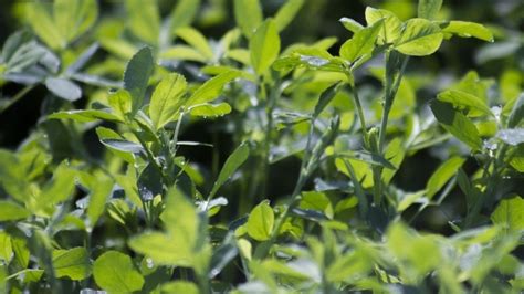 Alfalfa tolerante a estrés hídrico es establecida por primera vez en ...