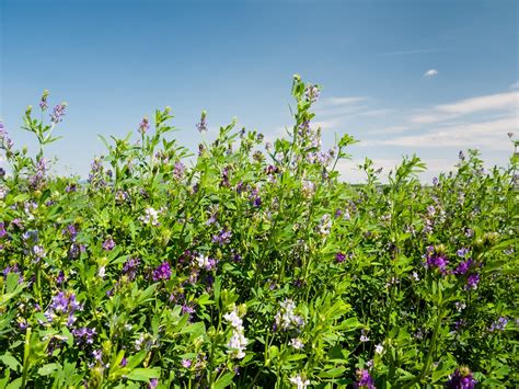 Alfalfa: weighing the risks and benefits   Clinical Advisor