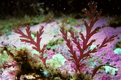 Algas rojas | Características, tipos, ciclo de vida ...