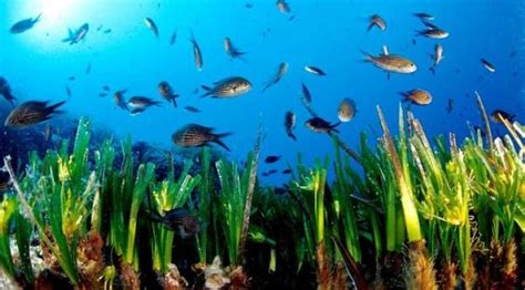 Algas, tipos de plantas marinas de agua