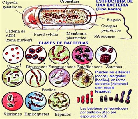 Algo de microbiología: 2013