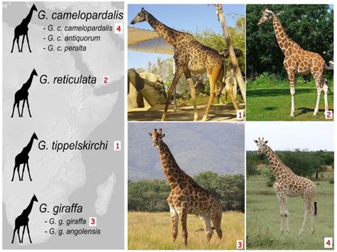 ¿Alguien sabe cuantas especies de jirafas hay en el mundo?