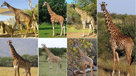 ¿Alguien sabe cuantas especies de jirafas hay en el mundo?
