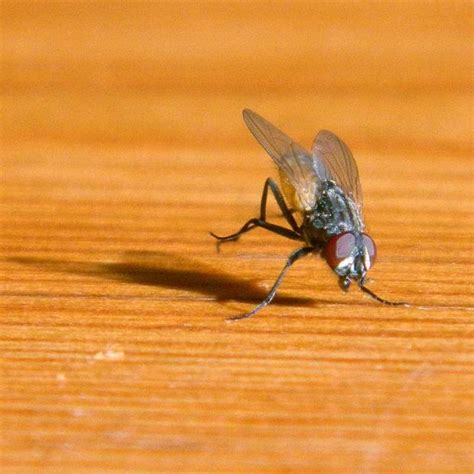 Algunas fotos sobre la mosca doméstica  sencillo homenaje  – El ...