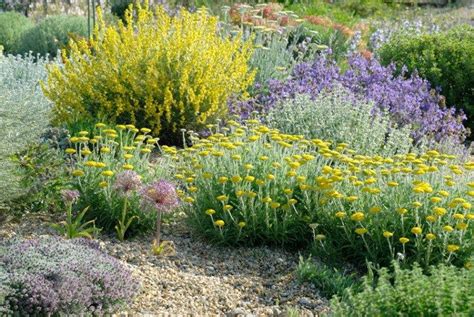 Algunos grupos de plantas mediterráneas descritos por sus adaptaciones ...