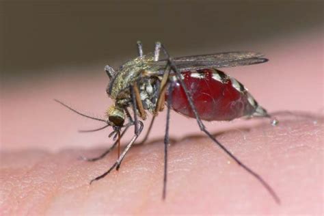 Alimenta tu curiosidad. Entérate De que se alimentan los Mosquitos ...