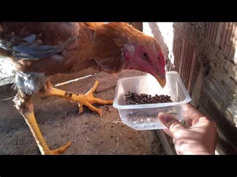 Alimentação das aves parte 1   YouTube