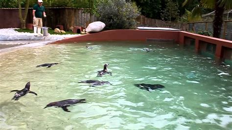 Alimentação dos Pinguins @ Zoo Santo Inácio   YouTube
