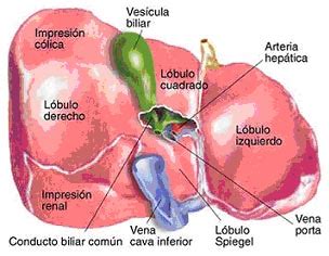 Alimentación Antiestrés: Limpieza del hígado y la vesícula ...
