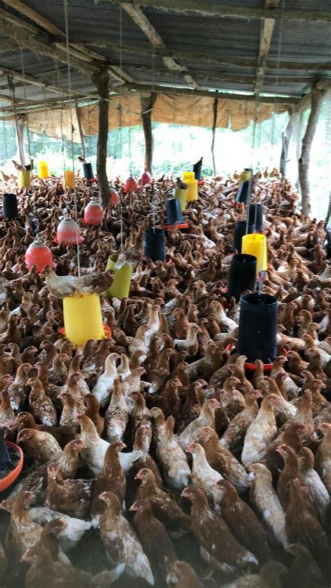 Alimentación de gallinas ponedoras – Venta de huevos por mayor en Guatemala