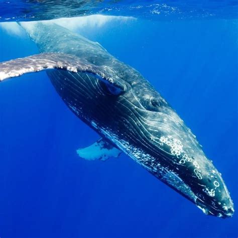 Alimentación de la ballena azul