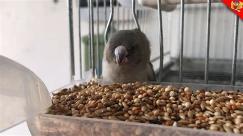 Alimentación de las aves  GUÍA COMPLETA  | AviarioJP