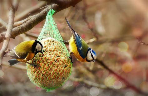 Alimentación de las Aves ¿QUÉ COMEN LAS AVES? ️ AviarioJP