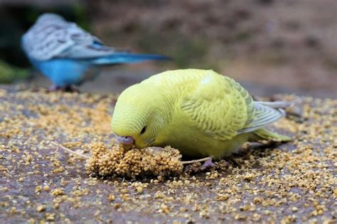 Alimentación de las Aves ¿QUÉ COMEN LAS AVES? ️ AviarioJP