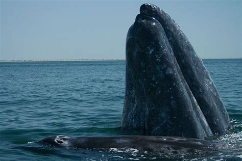 Alimentación de las ballenas » BALLENAPEDIA