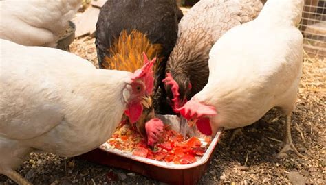 Alimentación de las gallinas ponedoras ¿Influye en produccion de huevos?