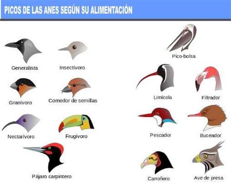 Alimentación de los Animales Importancia del Carbono y Nitrógeno