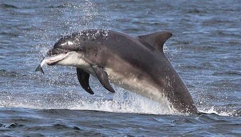 Alimentación de los delfines