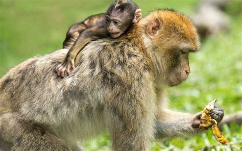 Alimentación de los monos   Información y Características de los Monos