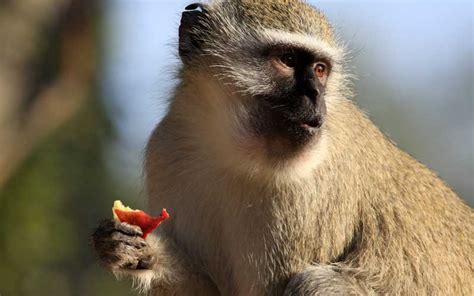 Alimentación de los monos   Información y Características ...