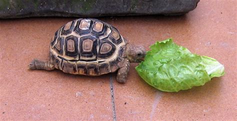 Alimentación de tortugas terrestres herbívoras | Cómo le ...