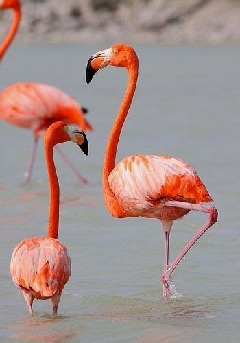 alimentacion del flamenco hermosa ave de color rosa