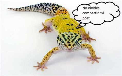 Alimentación del gecko | Mascotas