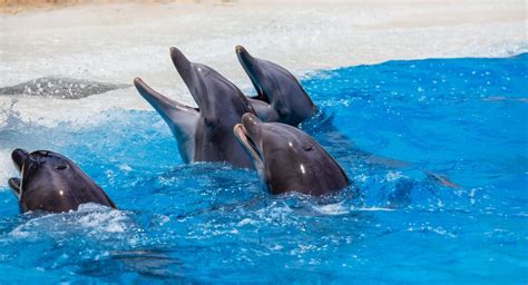 Alimentación en los delfines