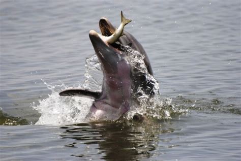 Alimentación   Nadando con delfines