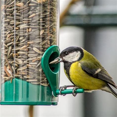 Alimentación para Pájaros | Pajarería Samu